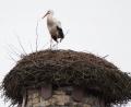 Bild: gz
Der Storch macht es sich im Horst auf dem Kamin des Kommunbrauhauses bequem.