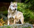 Bild: Patrick Pleul
Ein Wolf (Canis lupus) ist zu sehen. Foto: Patrick Pleul/Archiv