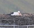 Bild: tu
In Pleystein ist der Storch eingetroffen.