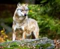 Bild: Foto: Patrick Pleul/ZB/dpa
Der Wolf bleibt Gesprächsthema