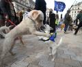 Bild: Yui Mok/PA Wire/dpa
Europa von ganz unten: Hundebesitzer sind mit ihren Hunden zum Parliament Square marschiert und haben in einem «Wooferendum» eine Volksabstimmung über den Brexit gefordert. Der humorvolle Protest soll nach Angaben der Veranstalter zu Menschen durchdringen, die beim trockenen Thema EU-Austritt schon abgeschaltet haben.