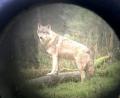 Bild: Carsten Rehder
Ein Wolf ist durch durch ein Zielfernrohr zu sheen. Foto: Carsten Rehder/Archiv