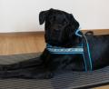 Bild: Lowak
Gestatten: "Carlos", Labradormischling, 2 Jahre alt.