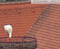 Bild: Webcam Stadt Weiden
Fremd schnabeln: Der Storch inspiziert den neuen Horst auf dem Alten Rathaus. Niedergelassen hat sich der Vogel aber Ende Februar anderswo.