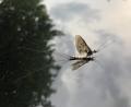 Bild: oe
Nicht nur Fische liegen dem Fischereiverein Amberg am Herzen. Das Insektensterben macht den Aktiven Sorgen – denn es betrifft auch Insekten, die im oder um das Gewässer leben, wie die Maifliege (Bild).