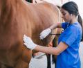 Symbolbild: hegdehog94/stock.adobe.com
Eine Tierärztin untersucht ein Pferd (Symbolbild). Nachdem das Equine Herpesvirus bei Pferden in Vilseck ausgebrochen war, haben die Gegenmaßnahmen inzwischen gegriffen. In zwei Wochen kann die Quarantäne wohl wieder aufgehoben werden.