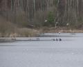 Bild: rn
Sie fühlen sich wohl in der "Vogelfreistätte Großer Rußweiher": Gänse, Kormorane und Möwen.