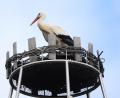 Bild: bsc
Zielstrebig steuerte in diesem Jahr ein Storch den Friedenfelser Braueischlot an. Am Dienstagnachmittag landete er um 14.10 Uhr nach seiner Rückkehr aus dem Winterquartier in 30 Meter Höhe mitten im Erholungsort.