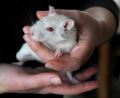 Bild: Stephan Huber
Eine der drei Ratten, die ihrer Entsorgung über den Müll glücklich entkommen sind und nun im Amberger Tierheim die Aufmerksamkeit der Mitarbeiter genießen.
