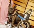 Bild: Wirbs
Mit dem geländetauglichen Rolli kann Zeus herum flitzen wie ein nicht behinderter Hund. Die Pflege der fünfjährigen Französischen Bulldogge ist für Sabrina Wirbs allerdings aufwendiger als bei einem gesunden Tier.