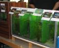 Bild: knh
Bunte Zierfische wie Harnisch- und Panzerwelse, Guppys, Mollys, Schwertträger, Bärblinge und andere Labyrinthfische gab es bei der Zierfischbörse zu bewundern.