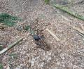 Bild: Alexander Auer
Die Stelle im Burgweintinger Wald bei Regensburg, an der Feuerwehr-Einsatzkräfte am Sonntagnachmittag den Mann aus dem Boden gruben.