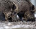 Bild: Lino Mirgeler
Zwei Wildschweine stehen auf einem Plateau im Wald und wühlen bei der Futtersuche mit der Schnauze im Erdboden. Foto: Lino Mirgeler/Archiv