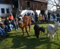 Bild: pfaa
Berta Frank berichtete von ihren Erfahrungen mit Lamas und Alpakas als „Co-Therapeuten“. Die Strauße auf dem Mitterhof seien dazu nicht geeignet, denn sie könnten gefährlich werden.