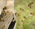 Bild: C. Schüßler/stock.adobe.com
Vollbepackt mit Pollen-Hosen kehren diese Bienen in den Stock zurück. Über 1500 Völker betreuen die Imker im Kreisverband Nabburg-Neunburg. Die vielseitigen Wirkungen der Honigerzeugnisse rückt ein Vortrag in der Kreisversammlung in den Blickpunkt.