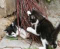Bild: Popp
Um die ungehinderte Vermehrung von Katzen einzudämmen und das Katzenelend zu verringern, wurden in einem Zeitraum von vier Wochen zahlreiche wild lebende Katzen eingefangen, kastriert und wieder frei gelassen. Die Aktion erfolgte in Zusammenarbeit von Tierschutzverein, Tierärzten und dem Landratsamt.