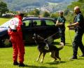 Bild: lev
Um für ihr Einsatzspektrum gerüstet zu sein, müssen die Vierbeiner und Polizeibeamten der Hundestaffel regelmäßig trainieren. Eine solche Übung hat am Dienstag für Aufsehen in Oberviechtach gesorgt. Unser Symbolbild zeigt eine Hundeausbildung beim Zoll.