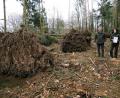 Bild: gf
Revierleiter Christoph Lauerer (rechts) inspiziert mit FBG-Geschäftsführer Uli Hausmann (links) und Forstwirtin Helga Riedl (Zweite von rechts) die Sturmschäden: Die Naturgewalten haben ganze Wurzelstöcke einfach herausgerissen.