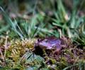 Bild: dmra
Der blaue Moorfrosch aus dem Landkreis Amberg-Sulzbach.