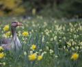 Bild: Marie Reichenbach
Eine Gans sitzt zwischen Osterglocken auf einer Wiese im Tierpark Hellabrunn.