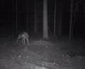 Bild: Privat
Eine Fotofalle hat im östlichen Landkreis Tirschenreuth Meister Isegrim abgelichtet. Das Landesamt für Umwelt bestätigt, dass es sich auf diesem Bild um einen Wolf handelt.