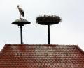 Archivbild: Gerhard Götz
Der Storch in Klardorf kann am Donnerstag beruhigt sitzen bleiben. Die Sirene im Schwandorfer Ortsteil bleibt am Donnerstag still.