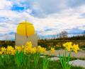 Bild: bsc
Für eine besondere Stimmung und Atmosphäre im Friedhof sorgen die erblühenden Narzissen.