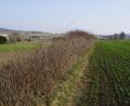 Bild: mmj
Nicht nur die Waldkalkung wird von der öffentlichen Hand unterstützt. Auch eine Förderung zur Erneuerung von Hecken (Foto) und Feldgehölzen über das Kulturlandschaftsprogramm trägt zum Landschaftsschutz bei. Informationen dazu erhielten die Jagdgenossen bei ihrer Jahreshauptversammlung.