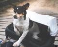 Bild: Waltraud Frischholz
Jack Russel Dame Littlebit genießt die Fahrt im Fahrradkorb. Waltraud Frischholz hat ihn extra mit Polstern gemütlich gemacht und einen Sonnenschutz angebracht.