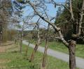 Bild: rn
Vermutlich zum ersten Mal werden die Obstbäume am Fahrradweg neben der Zufahrt zur Hammermühle "auf Vordermann gebracht".