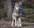 Bild: Patrick Pleul/dpa-Zentralbild/dpa
Ein Wolf