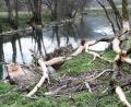 Bild: bö
Auch das ist Natur an der Vils: Solche "Biberaktionen" sehen Landwirte mit Argwohn. Wenn sich die nachtaktiven Nager an den Ufern der Vils, so wie hier zwischen Schmidmühlen und Emhof, zu schaffen machen, ist das ein Fall für den Biberberater und die Fachstellen.