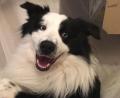Bild: Johanna Ittmann
Ludwig ist drei Jahre alt. Der Australian Shepherd freut sich offensichtlich, dass er es in die Zeitung geschafft hat.