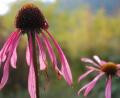 Bild: Portner
Der Rote Scheinsonnenhut (Echinacea) wird von Honigbienen, Hummeln und Schwebfliegen gerne beflogen.