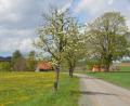 Bild: dob
Die Pflege des Obstbaumlehrpfads rund um Kößing ist eine der Hauptaufgaben des Obst- und Gartenbauvereins Pfreimdtal in Böhmischbruck. Alljährlich werden die Bewohner im Frühling mit einer herrlichen Blütenfülle belohnt.