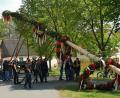 Bild: lnz
Ganz traditionell mit Holzschwalben und Muskelkraft hievten Mitglieder der Feuerwehr Pleußen den mit rot-weißen Kränzen geschmückten Maibaum in die Höhe.