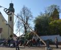 Bild: dob
Alle Männer des Dorfes rücken zusammen und bringen den 25 Meter hohen Maibaum in der Dorfmitte mit Schwalben und Muskelkraft in die Senkrechte. Die Glocken der Benefiziumskirchen St. Johannes Nepomuk verkündeten die getane Arbeit. Auch die Waldauer Burg grüßt.