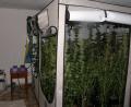 Bild: Polizeistation Waldmünchen
Marihuanaplantage in einer Wohnung in Tiefenbach.