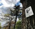 Bild: Gabi Schönberger
Im Stadtgebiet wurde bisher zehn Bäume mit der neuen "Biotopbaum"-Plakette gekennzeichnet.