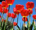 Bild: do
In Eschenbach ragen die leuchtend roten Tulpen-Köpfe besonders schön gen Himmel. Die Pflanzen kündigen den Frühling an.