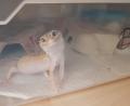 Bild: Kerstin Fischer
Leopardgecko Hurricane musste ein paar Wochen in einer Quarantänebox wohnen. Nur so kann sichergestellt werden, dass er auch gesund ist und in ein Terrarium mit anderen Geckos kann.