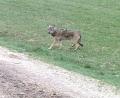 Bild: exb
Zwischen Marktredwitz und Wunsiedel ist ein Wolf in eine Fotofalle getappt. Ob es sich um einen Rüden oder eine Fähe handelt ist nicht klar. Experten gehen davon aus, dass das Tier auf der Durchreise ist.