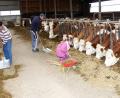 Bild: wro
Mutter Gabi und Sohn Michael Eichenseher bei der täglichen Stallarbeit am Schimlmühlhof. Ein kleiner Feriengast hilft auch mit.