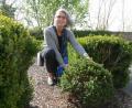 Bild: Gabi Schönberger
Dagmar Thimm-Böhringer, Kreisfachberaterin für Gartenkultur und Landespflege am Landratsamt Neustadt/WN, zeigt eine Alternative zum Buchs: Ilex. Rechts dahinter und links im Bild ist Buchs zu sehen.