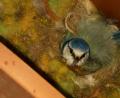 Bild: exb
Eine Blaumeise brütet im Postkasten von Familie Bayer aus Preißach.