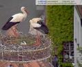 Screenshot: www.webcam.weiden.de
Zwischen Dienstagnachmittag und Mittwochmittag schlüpft das zweite Jungtier.