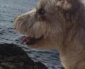 Bild: we
Mika am Meer in Kroatien.
