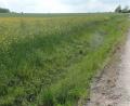 Bild: br
Um rund fünf Hektar (links im Bild) wird das bisher geplante Industrie- und Gewerbegebiet „Kemnath West III“ erweitert. Der zusätzliche Planungsbereich befindet südlich der Hammergrabenstraße (rechts) ab dem „Hegele-Kreisel“ in Richtung Fortschau.