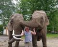 Bild: lue
Elefanten in Tirschenreuth: Das gibt es nicht alle Tage. Bis Sonntag gastiert „Circus Afrika“ am Festplatz in der Franz-Heldmann-Straße. In ihrem Gehege üben die Dickhäuter mit Zirkusdirektor Hardy Weisheit schon mal mit einem Fußball.