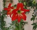Bild: gz
Eine der schönsten und außergewöhnlichsten Blumenarten sind die rote Amaryllis und bläuliche Passionsblume, deren Blüten sich bereits nach zwei Tagen, wie die obige Nachbarblume, wieder schließen.